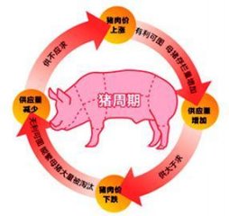 冯永辉:用产业升级破解“猪周期”