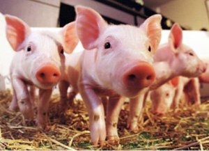 两部委：猪价维持高位将是今年常态 但暴涨可能性不大