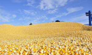 临储政策取消对玉米市场冲击多大？