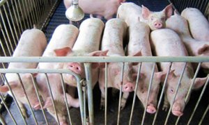 山东临邑：“饲料发酵技术”助推生猪养殖业发展