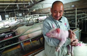 山西：猪价推高CPI 养殖户补栏助“维稳”