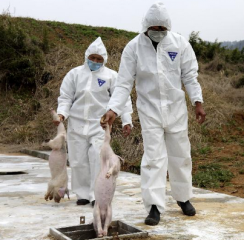 福建南安溪美宣化村11头猪已重新挖出进行无害化处理
