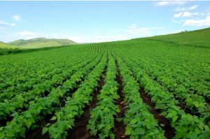 农业部：大豆将扩种至1.4亿亩 近期不发展转基因