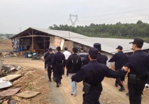 浙江6月底前将关停剩余15家养殖场 开展生猪散养户整治