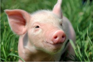 2015年欧洲生猪贸易缩减