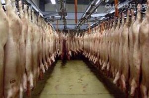 美国的生猪屠宰数量预计将于本年度秋季与屠宰能力达到平衡