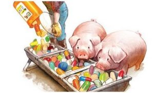 新欧盟抗生素立法使生猪与生产商面临风险