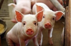 精细养猪可以概括为五个字：精、细、严、快、稳