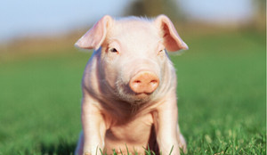 美国废止使用卡巴多来治疗猪病