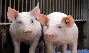 养猪的五项针对性保健