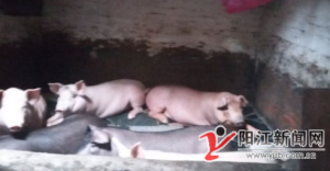 广东金湾社区一居民家中养猪 周边住户烦恼
