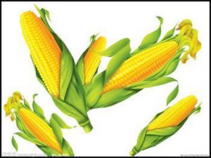 新市场环境下国内玉米价格将如何走？