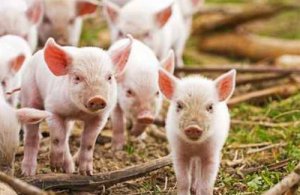 黑龙江齐齐哈尔市加快生猪产业结构调整