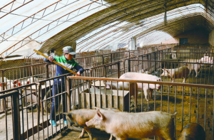 内蒙古乌兰浩特:暖棚养猪收益好