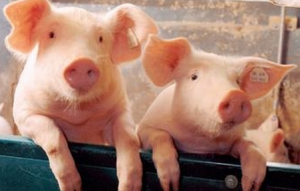 压栏影响当前生猪价格 预计3季度生猪供应提高