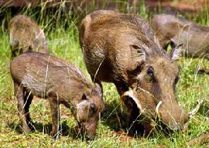 现存成年巴汶岛疣猪少于250头