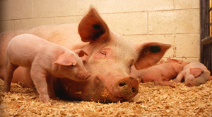种猪健康状况影响仔猪性能
