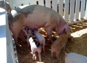 美国母猪群开始扩群