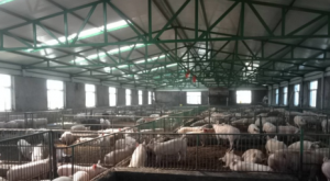 安徽：安庆将建17个生猪标准化养殖场