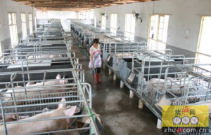 福建闽生猪规模化养殖占比超八成