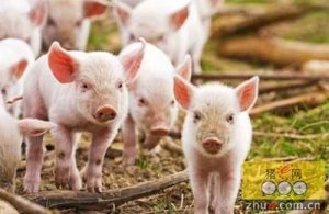 浙江衢州市开展生猪养殖整规专项行动