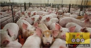 农业部发布生猪生产“十三五”规划 促进
