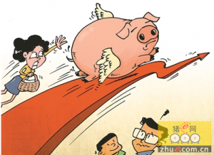 江西吉安：生猪价往上飙 创近四年新高