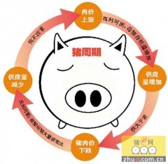限制进口保护不了养猪户，得打破“猪价周期”