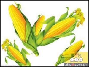 重磅！玉米补贴定在每斤2毛左右，临储预计超越1.2亿吨