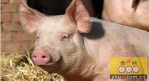 甘肃：猪粮比价处于红色预警区域 猪肉价格持续走高