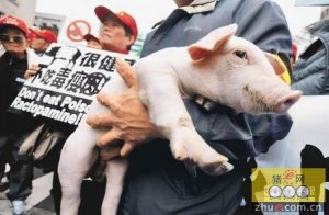 民进党拟开放瘦肉精美猪换台湾加入TPP