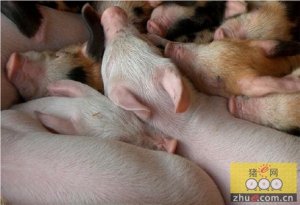 BRF收购阿根廷猪肉公司Campo Austal