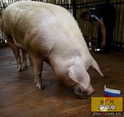 俄罗斯的生猪价格从几周前的较低水平有所回升