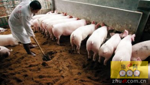 德国试验工厂将生猪粪肥转化成更多有用的产品