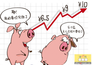 猪价持续上涨 全国仅四地猪价在20元以下