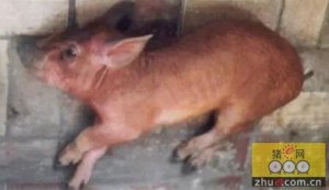 养猪生产中的猪伪狂犬病防控问题探讨