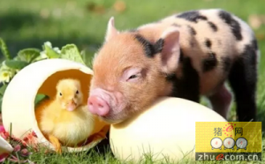 今年一季度中国猪肉产量1466万吨 