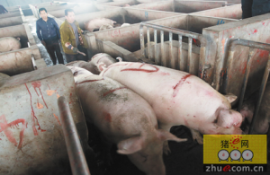 养殖户每头猪赚704元 比去年增收超五成