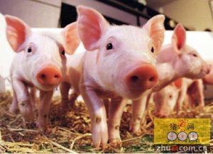 山西：高平市创新扶持生猪养殖实用模式