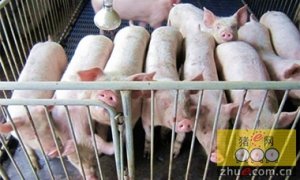 黑龙江：巴彦抵押信贷扶持生猪养殖业