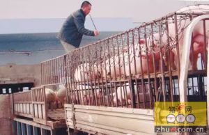 四川罗江畜牧能繁母猪产业精准扶贫获点赞