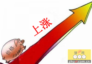 江西新余生猪价格持续上涨 头均盈利达1000元