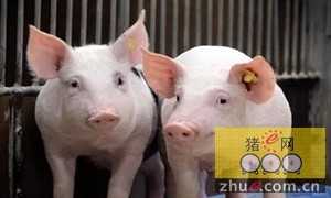 “猪周期”波峰年：养殖户谨慎　加工企业发愁