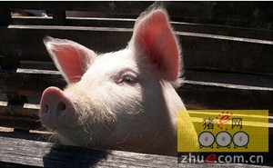 生猪养殖系列报告之一:超长猪周期,让暴利飞!