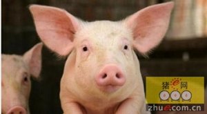 猪价飙升促生猪养殖户增收 每头猪赚704元