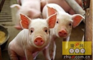 “五一”节前无锡市生猪价格保持平稳 4月下旬环比下跌0.98%