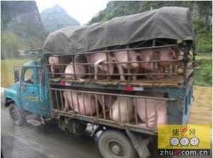 跨省买种猪，要注意了！农业部专项整治跨