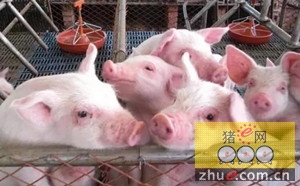 湖南生猪存栏3781.3万头 下降5.3%