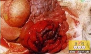 养猪场母猪子宫出血和子宫脱出的处理方法