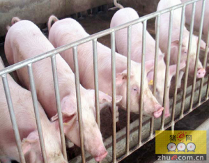东北绥化市与河南牧原实业集团对接百万头生猪养殖项目